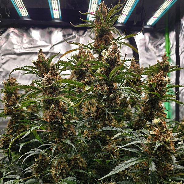 Auto LSD Feminised Silver