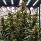 Auto LSD Feminised Silver Auto LSD Feminised Silver