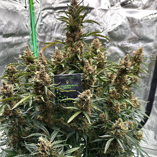 Auto LSD Feminised Silver