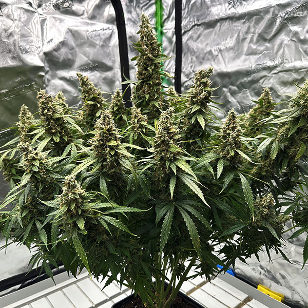 Auto LSD Feminised Silver
