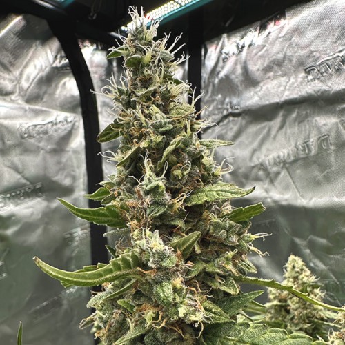 Auto LSD Feminised Silver - 500 шт