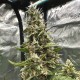 Auto LSD Feminised Silver Auto LSD Feminised Silver