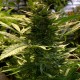 Auto Amnesia Haze Feminised Silver Auto Amnesia Haze Feminised Silver