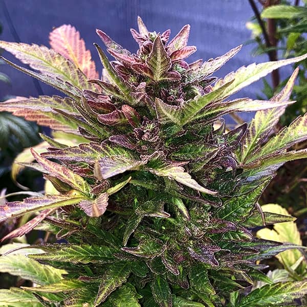 Auto Amnesia Haze Feminised Silver