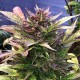 Auto Amnesia Haze Feminised Silver Auto Amnesia Haze Feminised Silver