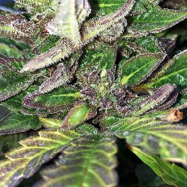 Auto Amnesia Haze Feminised Silver