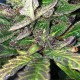 Auto Amnesia Haze Feminised Silver Auto Amnesia Haze Feminised Silver