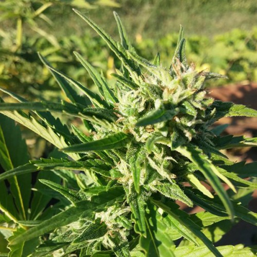 Auto Amnesia Haze Feminised Silver