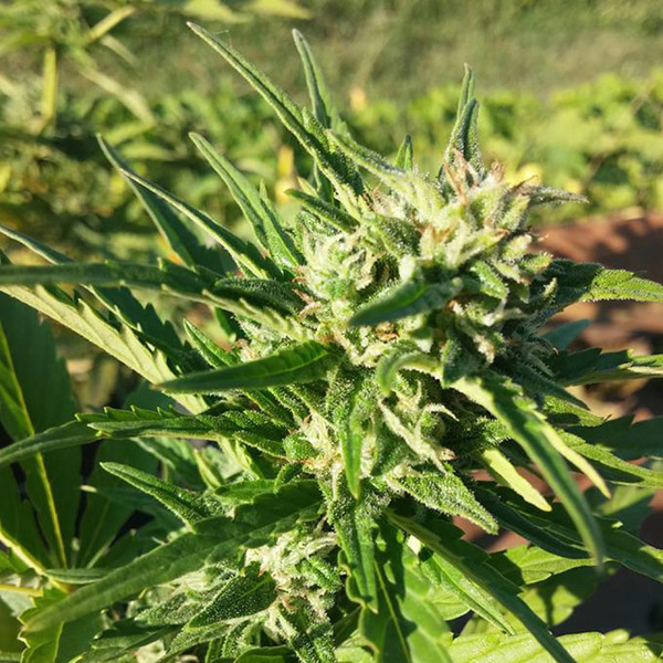Auto Amnesia Haze Feminised Silver