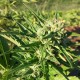 Auto Amnesia Haze Feminised Silver Auto Amnesia Haze Feminised Silver