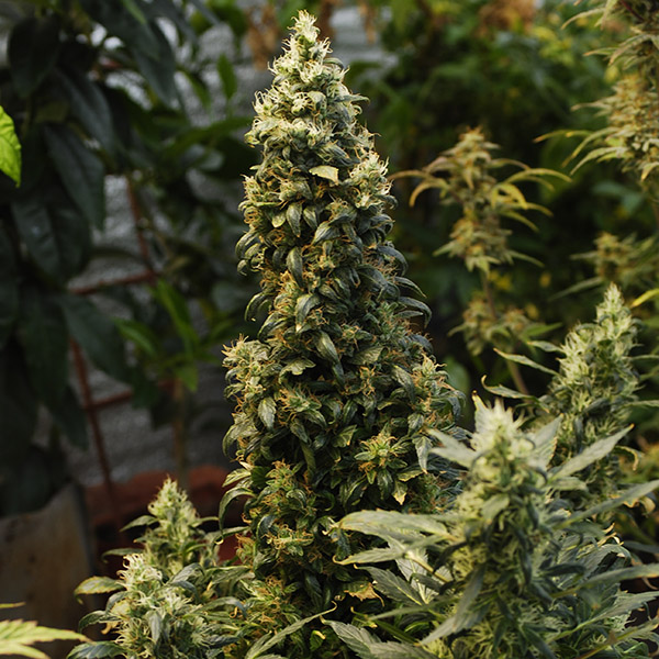 Auto Big Bud Feminised Silver - 500 шт