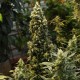 Auto Big Bud Feminised Silver - 500 шт