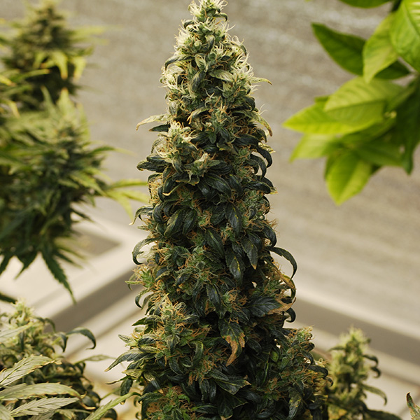 Auto Big Bud Feminised Silver - 500 шт