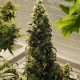 Auto Big Bud Feminised Silver - 500 шт