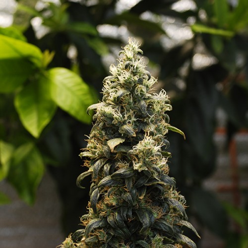 Auto Big Bud Feminised Silver - 500 шт