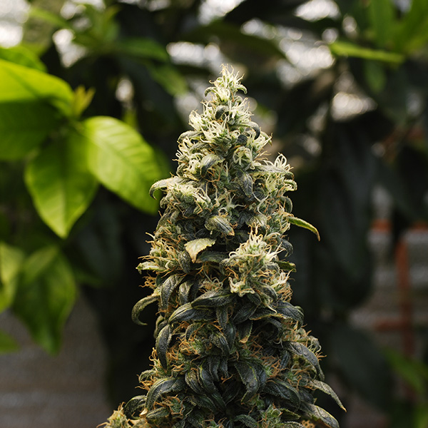 Auto Big Bud Feminised Silver - 500 шт