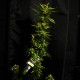 Насіння Auto Cinderella Jack Feminised Silver Насіння Auto Cinderella Jack Feminised Silver