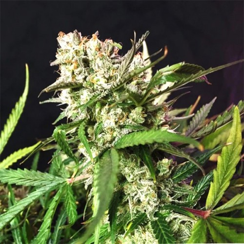 Auto Cinderella Jack Feminised Silver - 500 шт