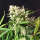 Насіння Auto Cinderella Jack Feminised Silver Насіння Auto Cinderella Jack Feminised Silver