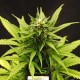 Насіння Auto Critical Feminised Silver Насіння Auto Critical Feminised Silver