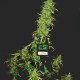 Насіння Auto Critical Feminised Silver Насіння Auto Critical Feminised Silver