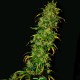 Насіння Auto Critical Feminised Silver Насіння Auto Critical Feminised Silver