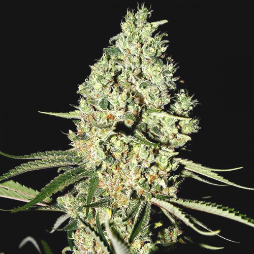 Auto Critical Feminised Silver seeds