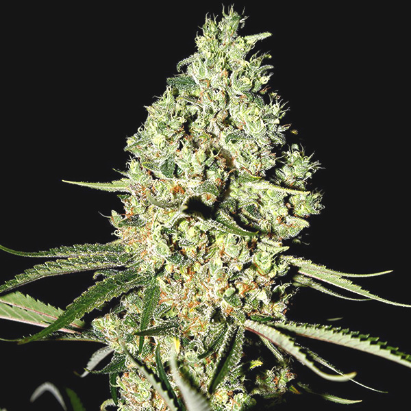 Насіння Auto Critical Feminised Silver