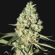 Насіння Auto Critical Feminised Silver Насіння Auto Critical Feminised Silver
