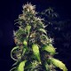 Auto Girl Scout Cookies Feminised Silver Auto Girl Scout Cookies Feminised Silver