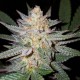 Auto Girl Scout Cookies Feminised Silver Auto Girl Scout Cookies Feminised Silver