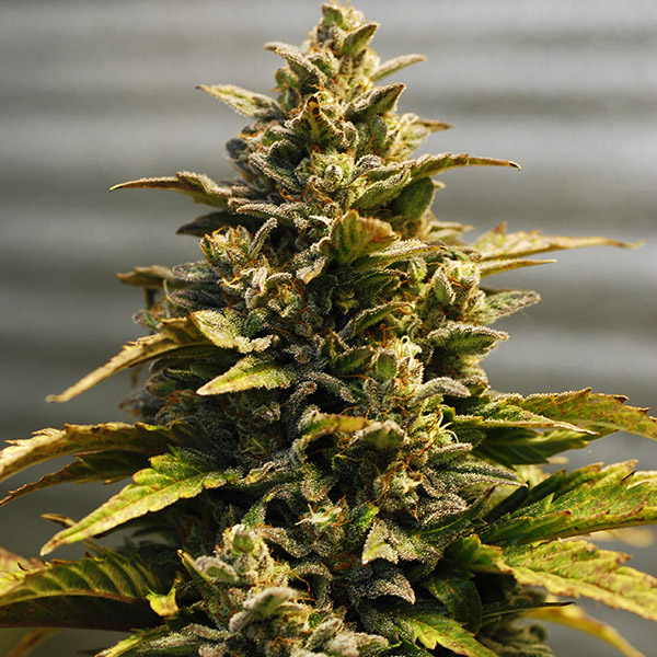 Auto Kali Mist Feminised Silver