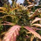 Auto Super Skunk Feminised Silver - 500 шт Auto Super Skunk Feminised Silver - 500 шт