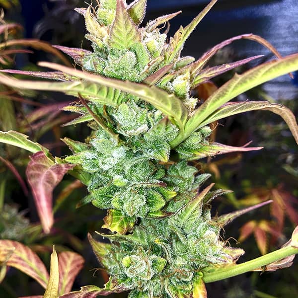 Auto Super Skunk Feminised Silver - 500 шт