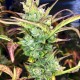 Auto Super Skunk Feminised Silver - 500 шт Auto Super Skunk Feminised Silver - 500 шт