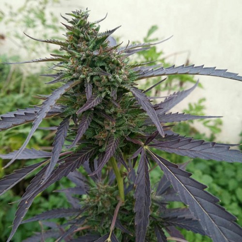 Auto Super Skunk Feminised Silver seeds