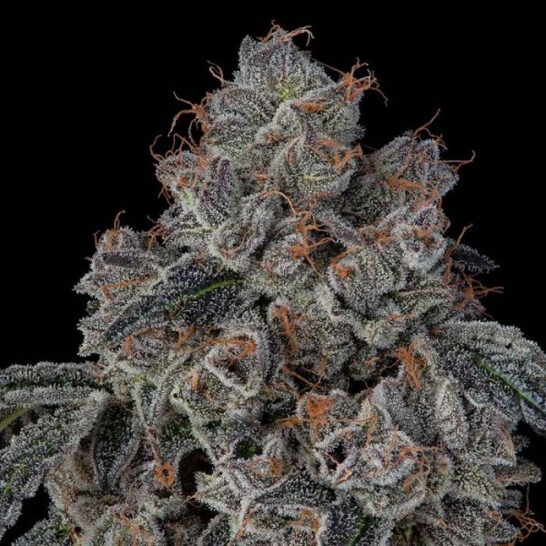 Fast Version Blueberry Seeds