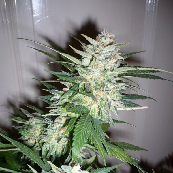 Fast Version Great White Shark Seeds
