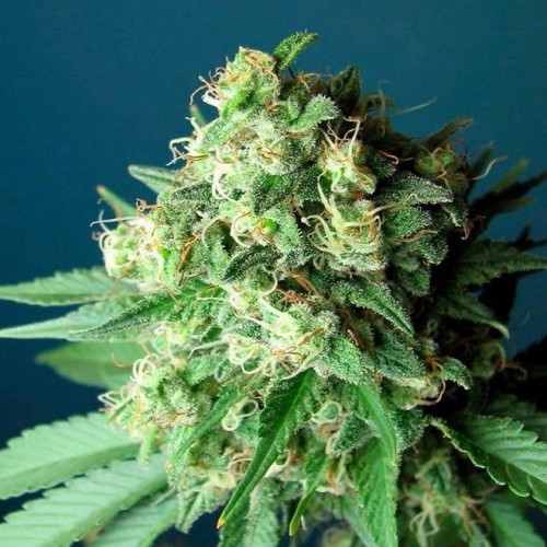 Fast Version Green Crack Seeds