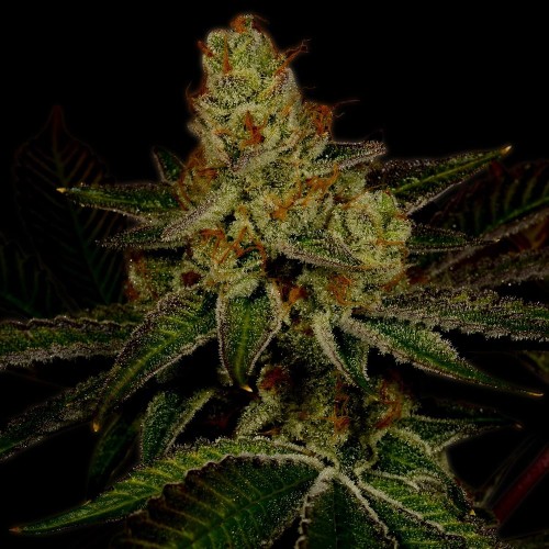 Fast Version Northern Light Seeds