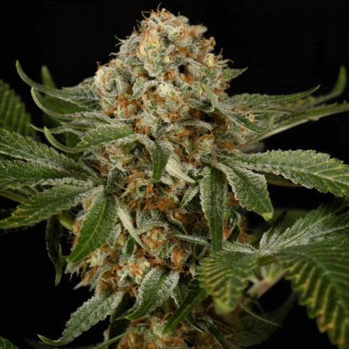 Fast Version OG Kush Seeds