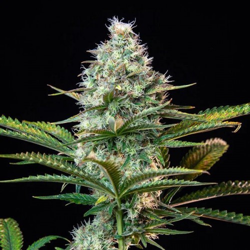 Fast Version Zkittlez Seeds