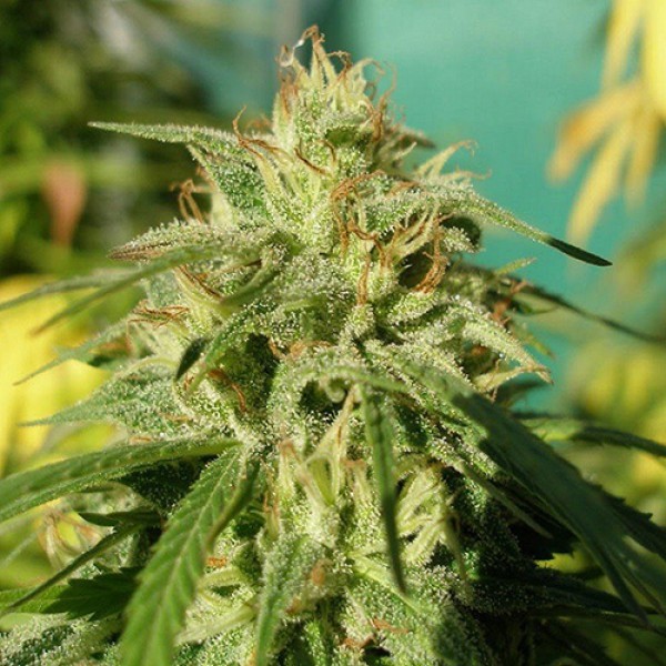 Tijuana Feminised Silver Seeds