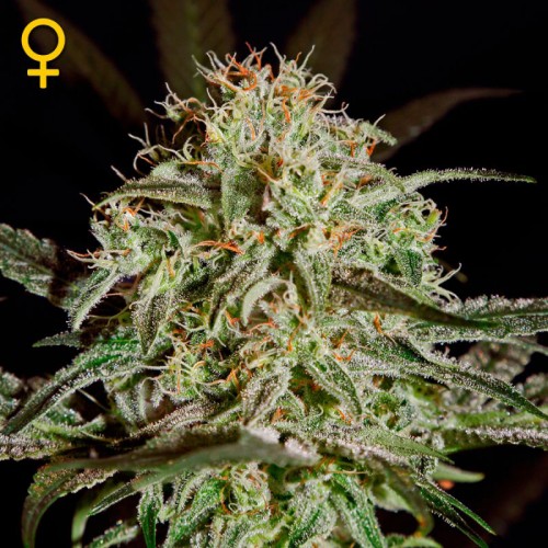 AMS Feminised seeds