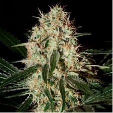 Насіння Arjan's Haze 3 Feminised