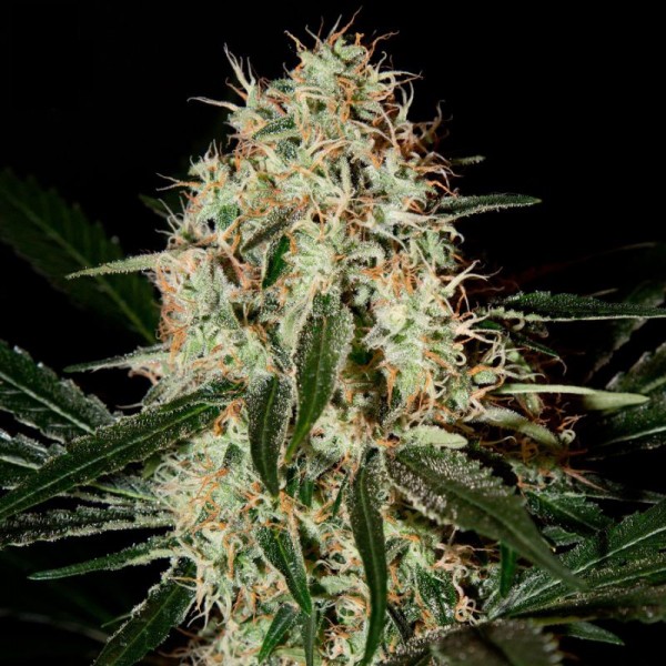 Насіння Arjan's Haze 3 Feminised
