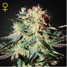 Насіння Arjan's Strawberry Haze Feminised