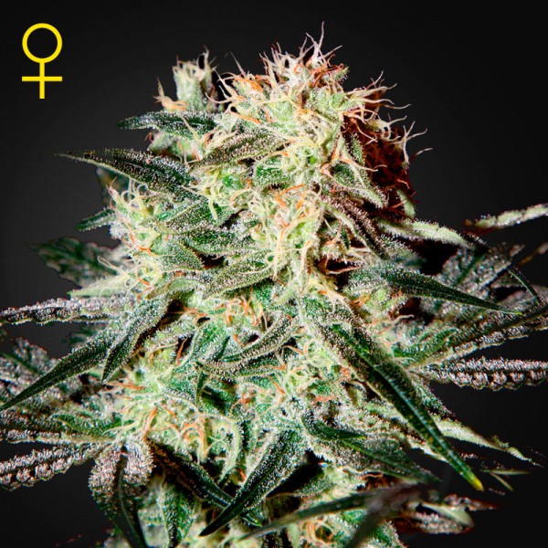 Насіння Arjan's Strawberry Haze Feminised