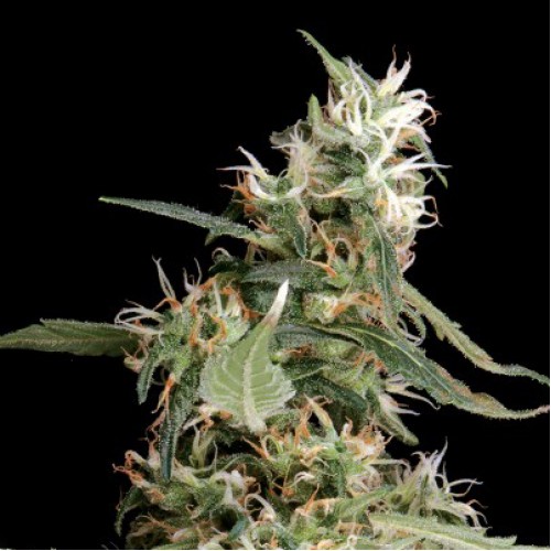 Arjan's Ultra Haze 1 Feminised seeds