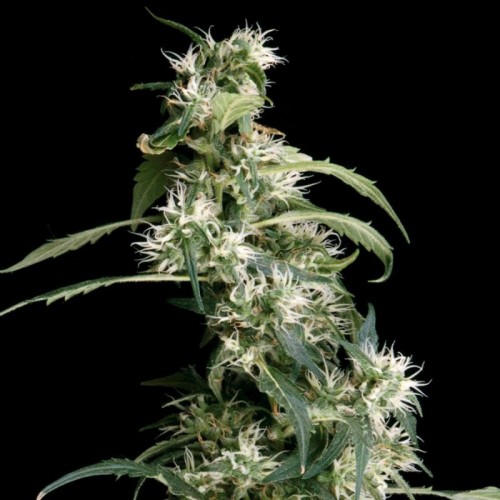 Arjan's Ultra Haze 2 Feminised seeds